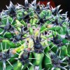 Ferocactus_horridus